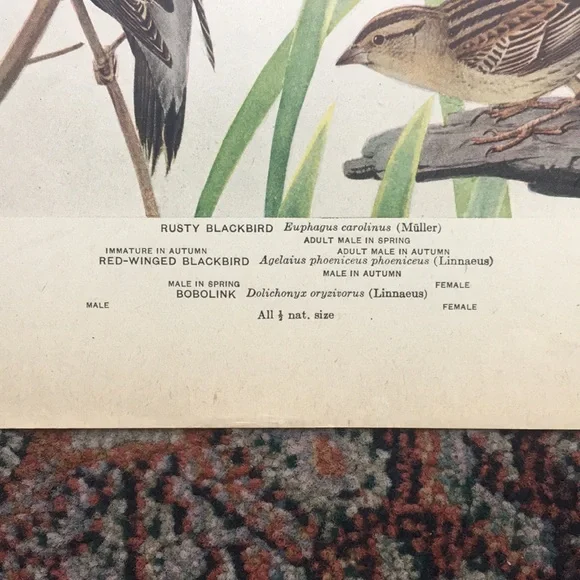 Antique 1913 Blackbird Original Print black bird - Picture 16 of 16